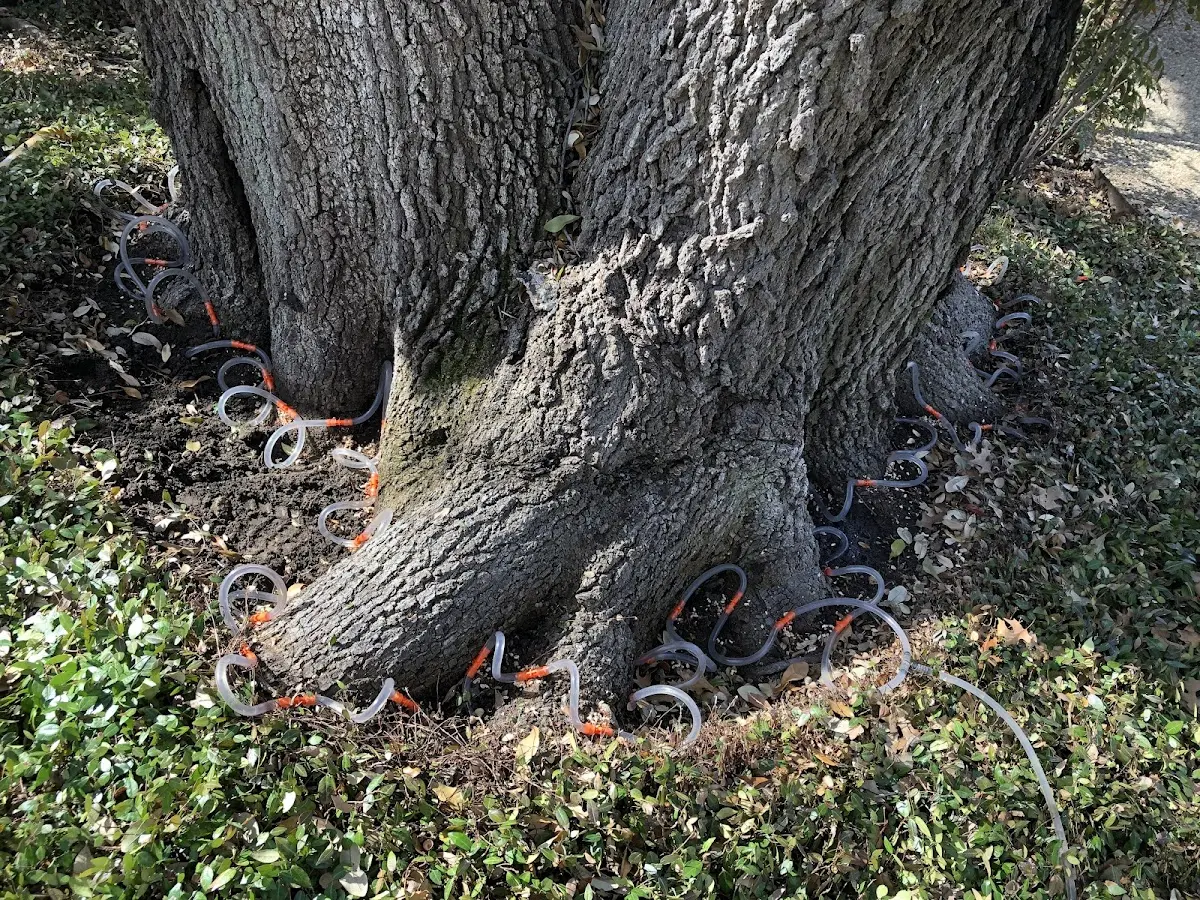 Detailed Tree Cabling and Bracing job site in Pearl River